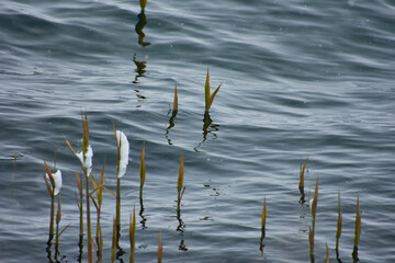 abstract landscape with reed plants 1