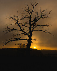 silhouette of a tree at sunset