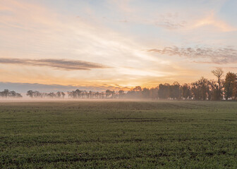 Autumn, field, pumpkins, fog, apples, morning, freshness, beauty, nature, plants