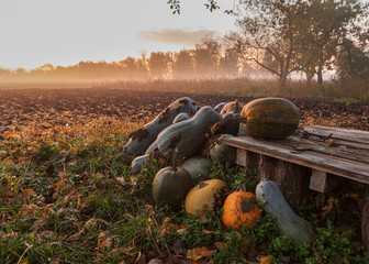 Autumn, field, pumpkins, fog, apples, morning, freshness, beauty, nature, plants