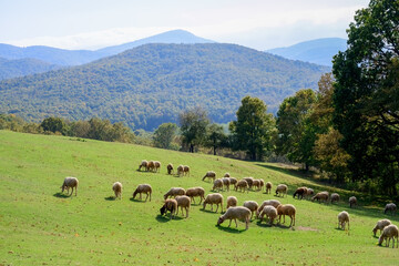 Herd of sheep. Sheep grazing in the meadow and mountain landscape.  iğneada, longoz ormanları,...