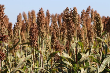 Sorgo