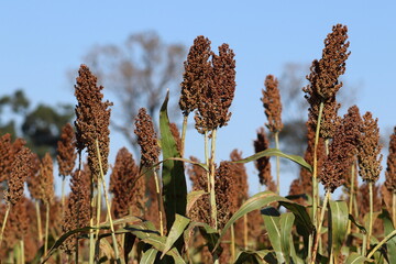 Sorgo