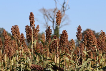 Sorgo