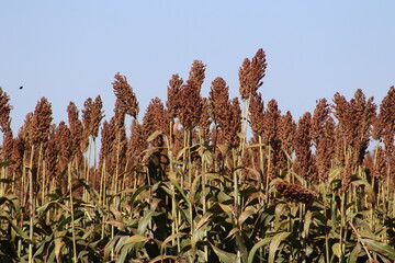 Sorgo