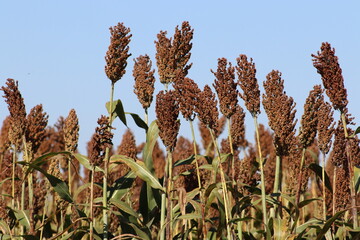 Sorgo