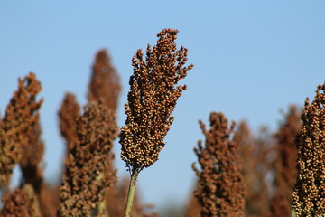 Sorgo