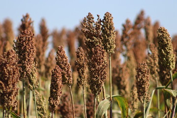 Sorgo