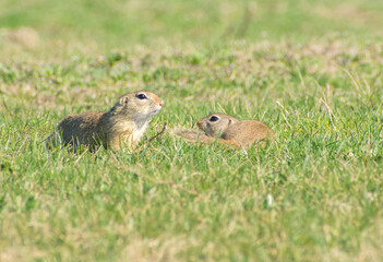 beautiful Spermophilus citellus in spring in the sun