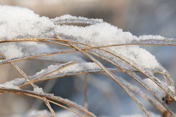 Dry tall grass is covered with snow and ice. The dry stalks bend under the weight of snow and ice. Dim light in the background.