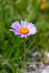 Macrophotographie de fleur sauvage - Aster alpinus - Aster des Alpes