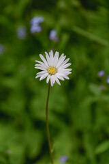 Macrophotographie de fleur sauvage - Pâquerette vivace - Bellis perennis
