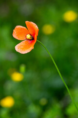 Macrophotographie de fleur sauvage - Pavot douteux - Papaver dubium