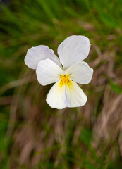 Macrophotographie de fleur sauvage - Pensée des Alpes - Viola calcarata