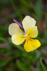 Macrophotographie de fleur sauvage - Pensée des Alpes - Viola calcarata