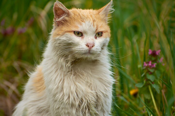 photos of beautiful cats in the garden 7