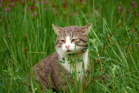photos of beautiful cats in the garden 10