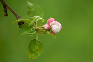 beautiful photos from the garden with apple flowers 3