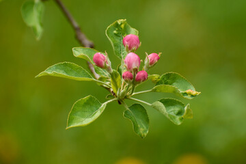 beautiful photos from the garden with apple flowers 2