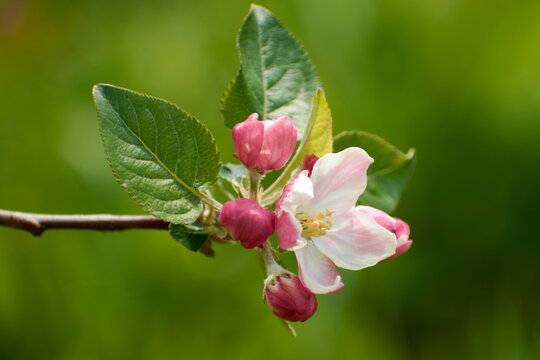 beautiful photos from the garden with apple flowers 9