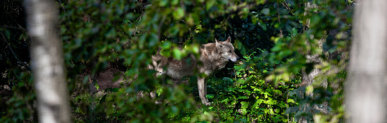 a wolf in the nature panorama