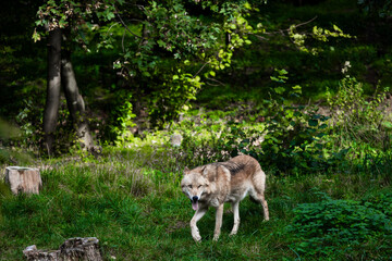 Naklejka na ściany i meble a wolf in the nature