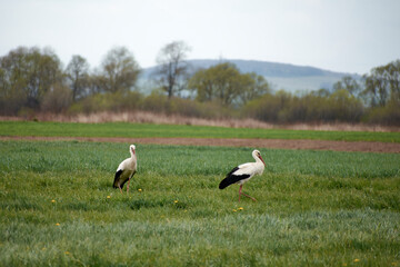 beautiful storks in the spring in the field