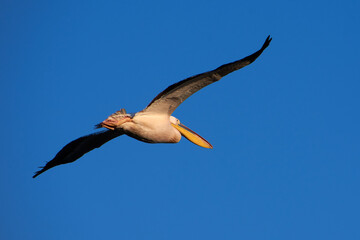 Pelecanus onocrotalus in flight above the water in the Danube Delta