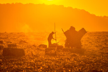 farmer in the field gathering grass