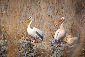 Pelecanus onocrotalus on the water's edge in the Danube Delta