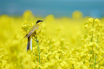 motacilla flava in the flowering field of rape
