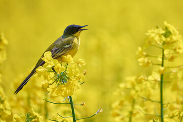 motacilla flava in the flowering field of rape