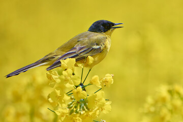 motacilla flava in the flowering field of rape