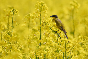 motacilla flava in the flowering field of rape