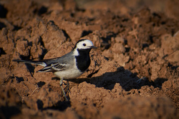 Motacilla alba searching for food by plowing