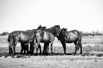 wild horses in the Danube delta