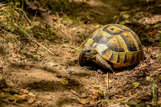 turtle looking for food in the summer