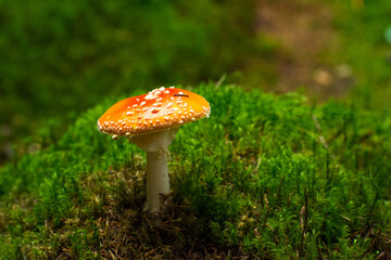 the beautiful Amanita muscaria in the forest