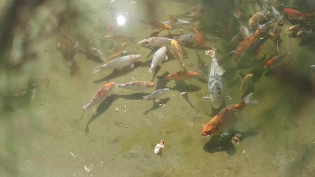 school of koi fish in a pond