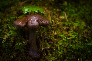 mushrooms in the summer forest