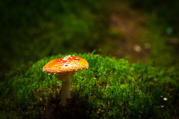 the beautiful Amanita muscaria in the forest