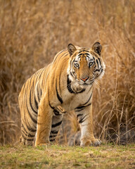 wild indian male bengal tiger or panthera tigris full closeup head on in evening safari during dry...