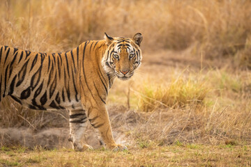 wild indian male bengal tiger or panthera tigris fine art portrait side profile and full face eye contact in evening safari bandhavgarh national park forest tiger reserve umaria madhya pradesh india