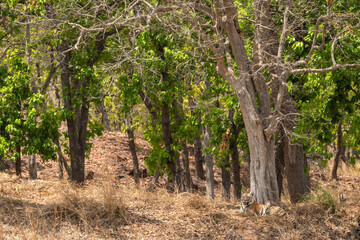 wild male bengal tiger or panthera tigris habitat resting under shades of sal trees in extremely hot day in summer season safari at bandhavgarh national park tiger reserve forest madhya pradesh india