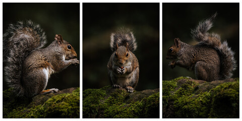 Triptych of a Grey Squirrel, Sciurus carolinensis sitting on a moss covered wall.