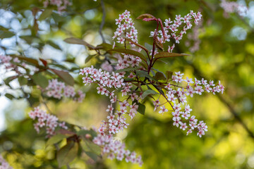 Beautiful Pink blooming bird cherry in an early spring