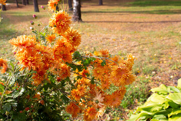 Colorful autumnal chrysanthemum. A sunny day in the park. Beautiful orange chrysanthemum.