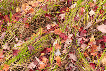 Early autumn along Jesup Path in Acadia National Park in Maine on Mount Desert Island.