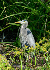 Great Heron at Brazos Bend State Park, Texas