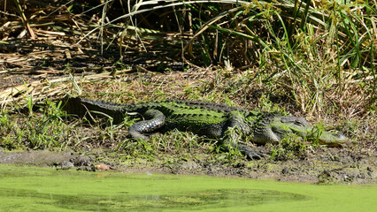 Alligator at Brazos Bend State Park, Texas